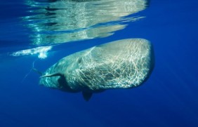 TR048 手持残氧仪MapScan实际标准气体检测测试